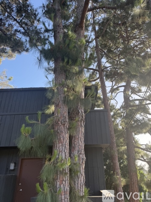 A tall pine tree stands in front of a modern building.