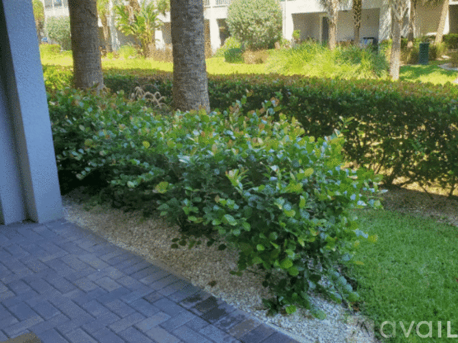 A bushy green bush in front of a building.