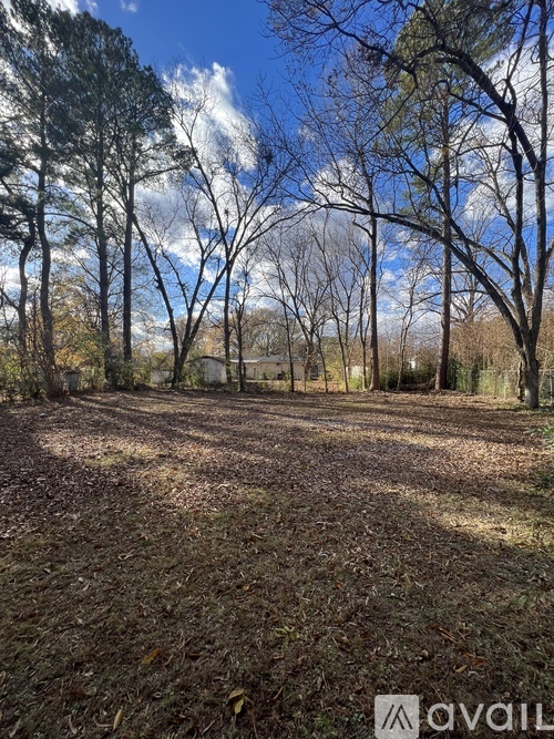 A field with trees and leaves on the ground.