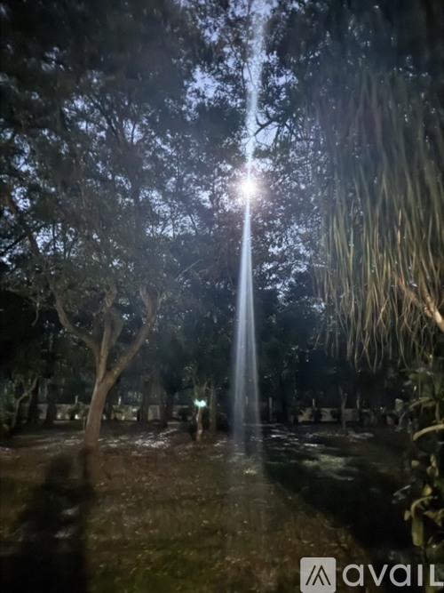 A bright light is shining through the trees in a park at night.