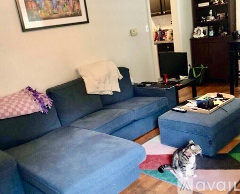 A cat is sitting on a rug in a living room with a blue couch and a coffee table.