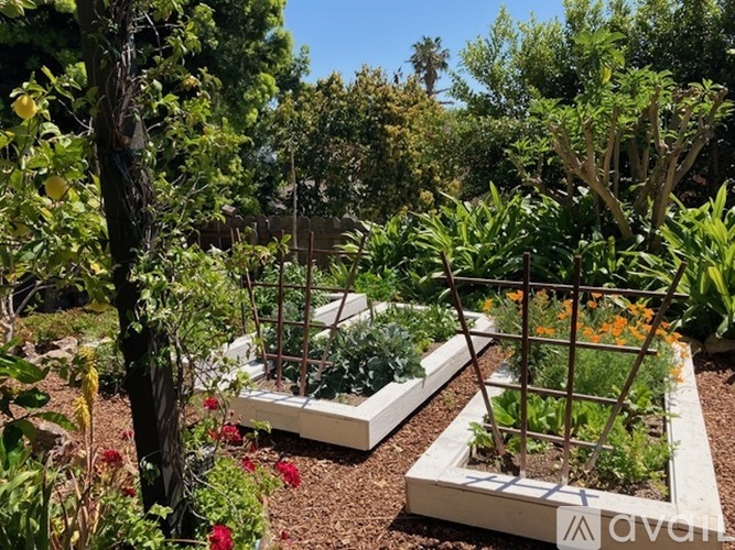 A garden with raised beds and a trellis.