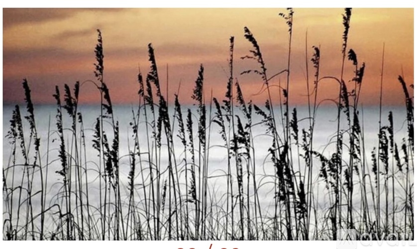 A field of tall grasses sways in the breeze at sunset.