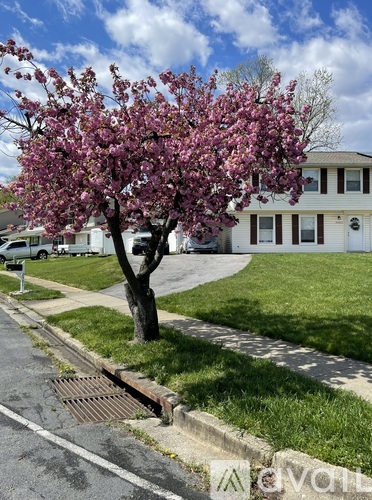 A tree with pink blossoms stands on the side of a street.