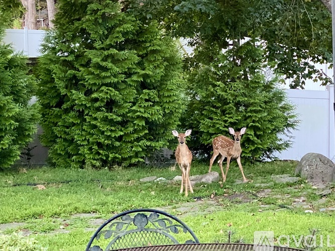 Two deer standing in a grassy area with trees in the background.
