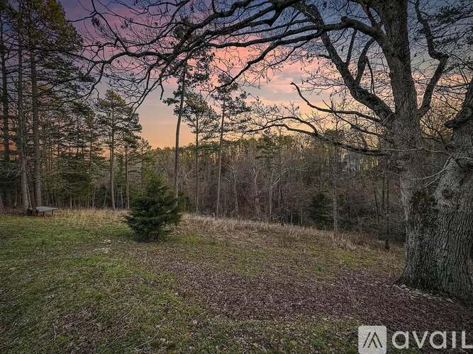 A forest scene with a tree in the foreground and a sunset sky in the background.