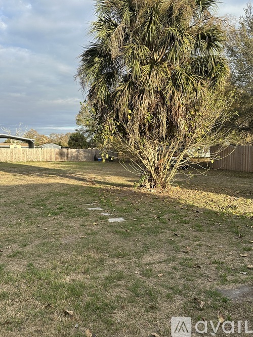 A palm tree in a yard with a fence in the background.