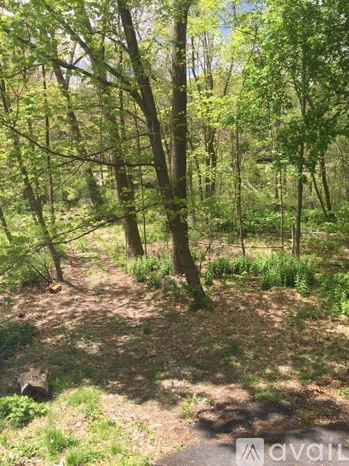 A forest with green trees and a dirt path.