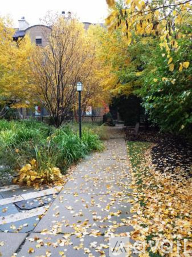 A sidewalk covered in fallen leaves with trees on either side.