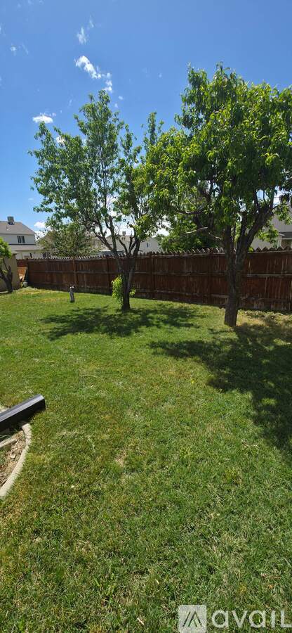 Two trees in a yard with a fence in the background.