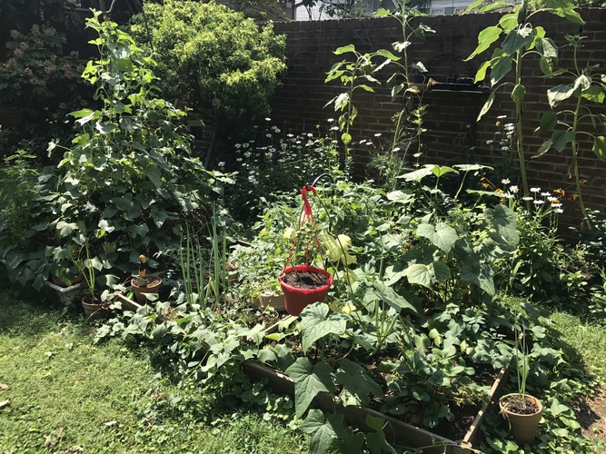 A garden with a red watering can in the middle of the plants.