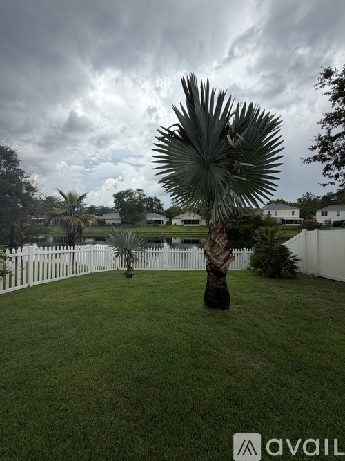 A palm tree stands in a grassy yard.