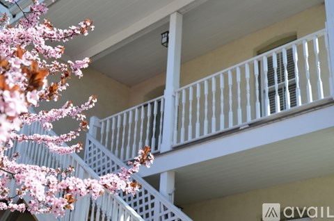 A tree with pink blossoms is in the foreground of a building with a white balcony.