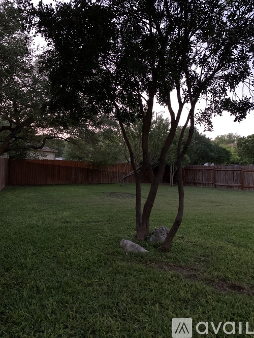 A tree stands alone in a grassy yard.