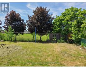 A field with trees and a fence in the background.