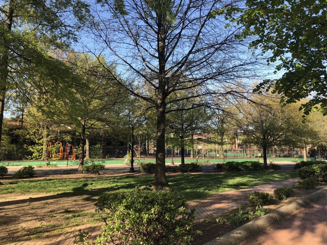 A tree in a park with a playground in the background.