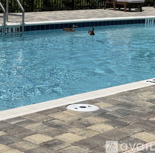Two ducks are swimming in a blue pool.