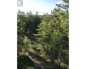A forest of trees with a path running through it.
