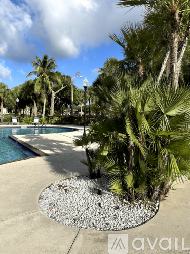 A palm tree is in the foreground of a pool area.