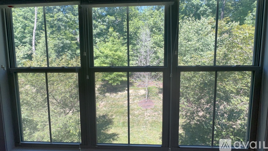 A view of a yard through a window with trees in the background.
