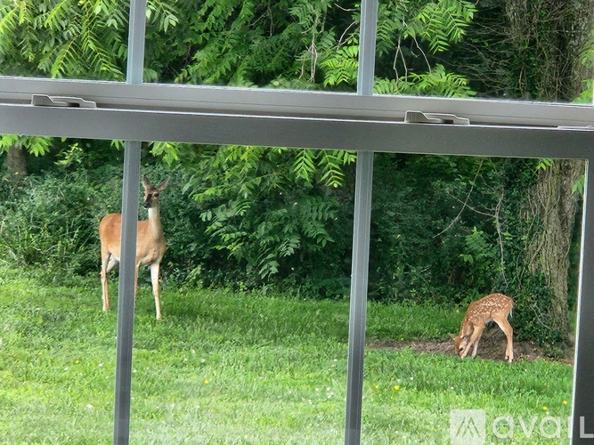 A deer is standing in the grass behind a fence.
