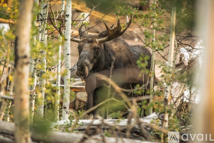 A moose is standing in a forest with trees and branches around it.
