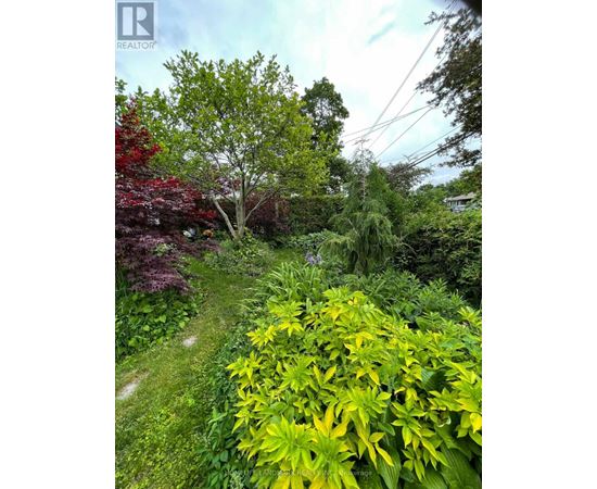 A lush green garden with a variety of plants and trees.