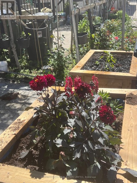 A garden with a red flower in the foreground.