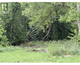 A deer is standing in a grassy area with trees in the background.