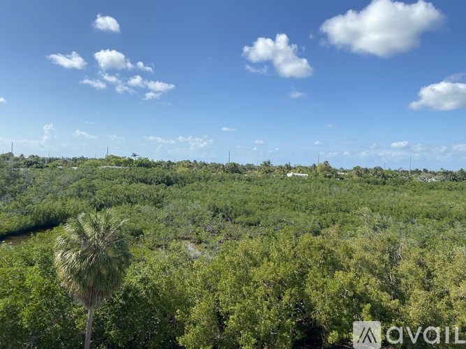 A palm tree stands in a field of greenery under a blue sky.