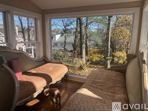 A cat is standing on a rug in a room with a view of trees outside the window.