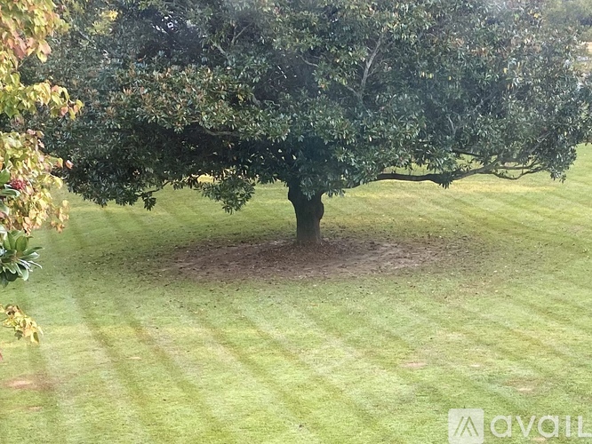 A large tree stands in a grassy field.