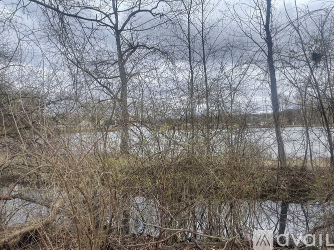A body of water surrounded by leafless trees.
