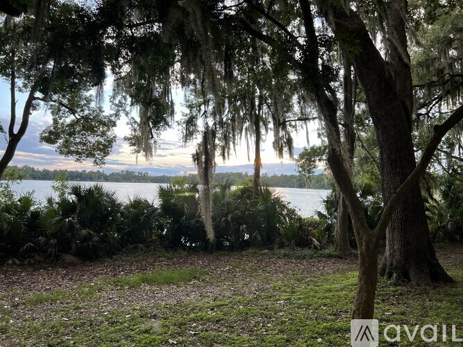 A tranquil scene of a forest with trees, plants, and a body of water.