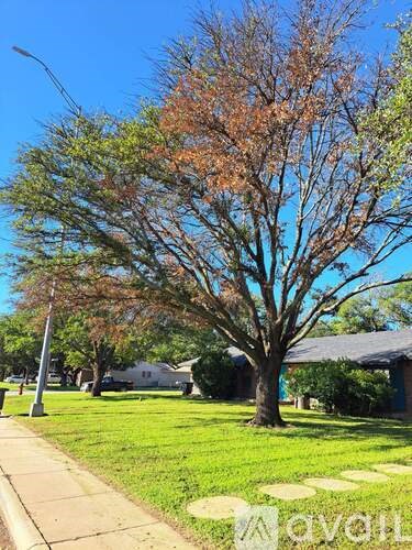 A tree with brown leaves stands in a grassy area.