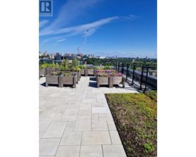 A rooftop garden with raised beds and a view of the city skyline.