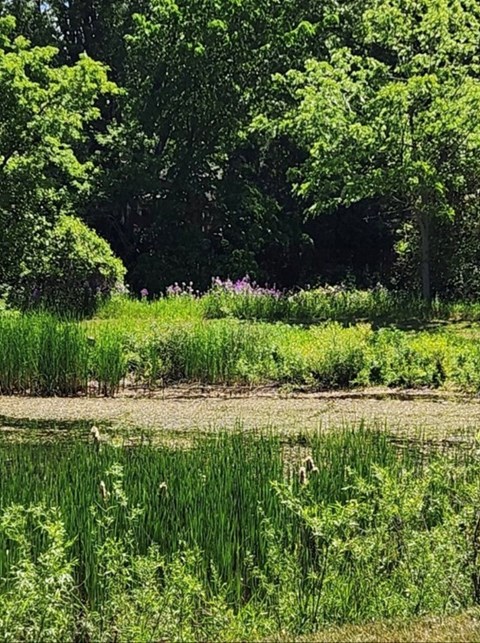A body of water surrounded by greenery and trees.