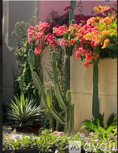 A cactus with pink flowers in the foreground and a wall in the background.