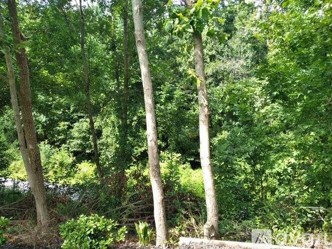 A group of trees with green leaves in a forest.