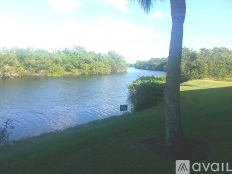 A palm tree stands in front of a body of water.