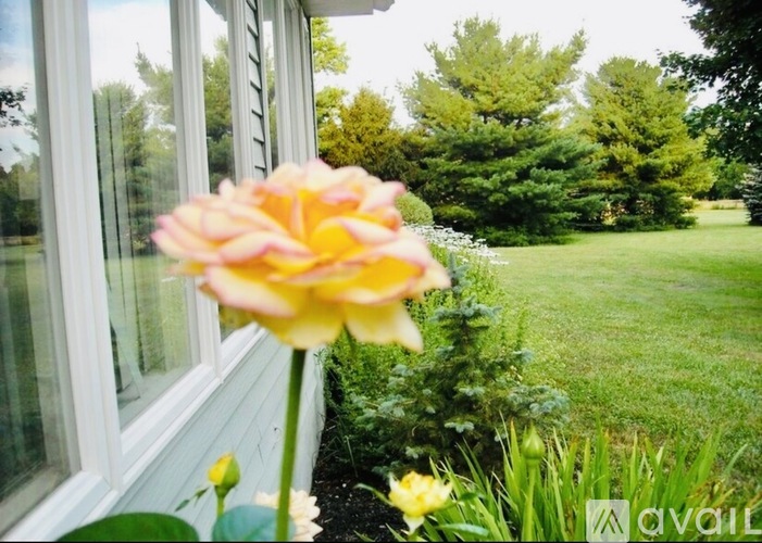 A yellow rose is in the foreground of a window with a view of a green lawn and trees.