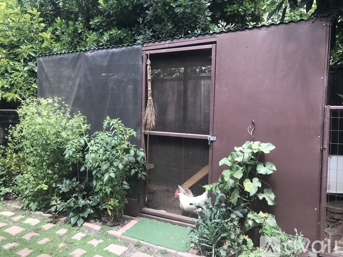 A chicken is standing in a doorway of a building with a tassel hanging from it.
