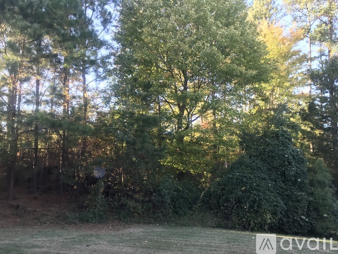 A forest scene with trees and a grassy area.