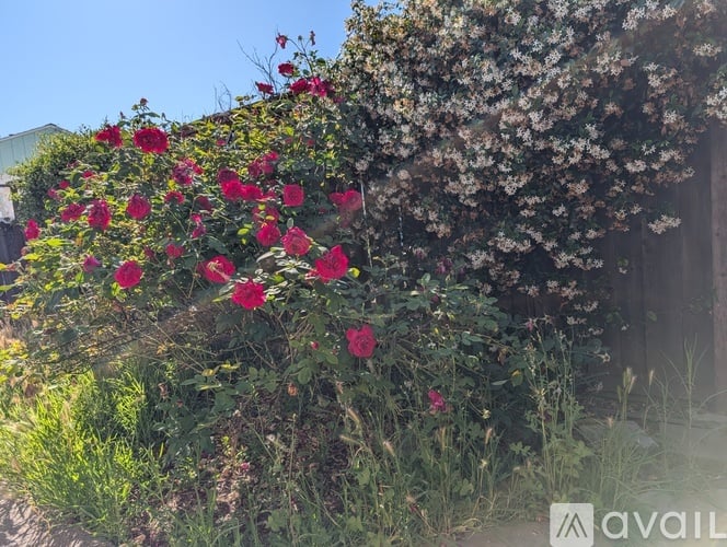 A bush of red flowers in front of a building.