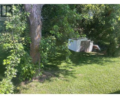 A tree is in front of a shed.