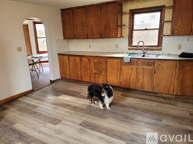 A dog is standing in a kitchen with wooden cabinets and a sink.