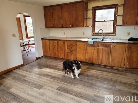A dog is standing in a kitchen with wooden cabinets and a sink.