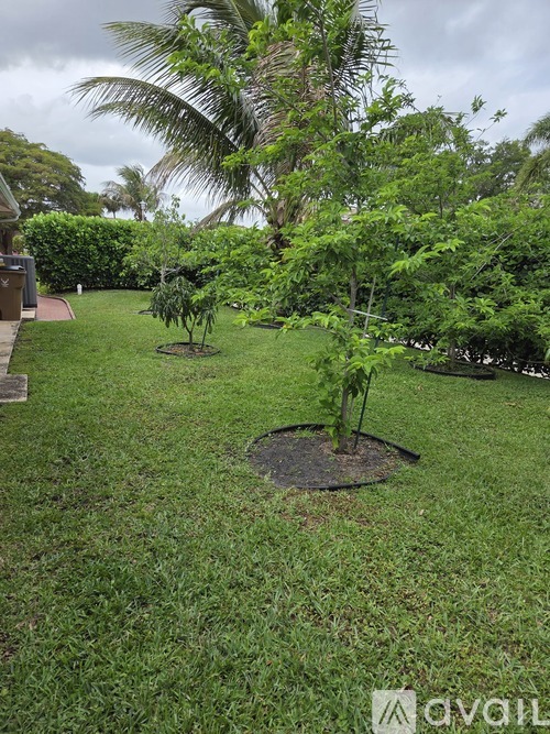 A small tree is planted in a circular hole in a grassy yard.
