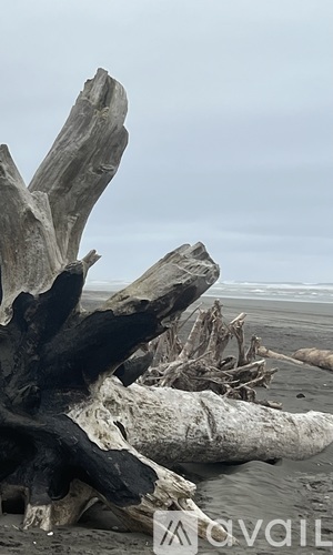 Driftwood on a beach with a grey sky overhead.