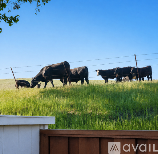 A herd of cows is walking across a grassy field.